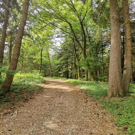 In G Tenbach With Nearby Forest
