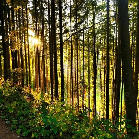 In G Tenbach With Nearby Forest